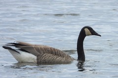 Branta canadensis