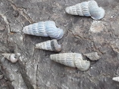 Cerithidea decollata