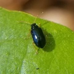 Luperus