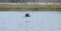 Ardea herodias