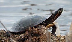 Chrysemys picta
