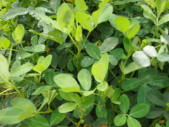 Arachis hypogaea
