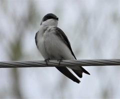 Tachycineta bicolor