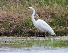 Ardea alba