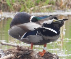 Anas platyrhynchos