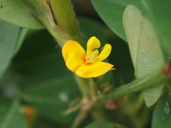 Arachis hypogaea