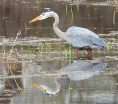 Ardea herodias