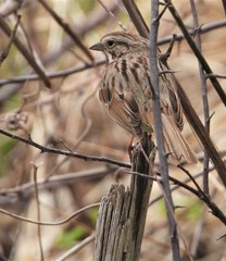 Melospiza melodia