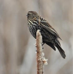 Agelaius phoeniceus