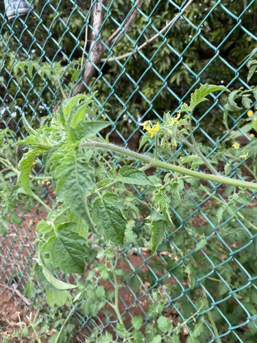 Solanum lycopersicum observed 2022-05-02
