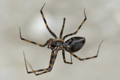 Megalepthyphantes
