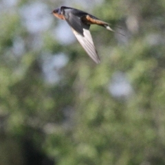 Hirundo rustica