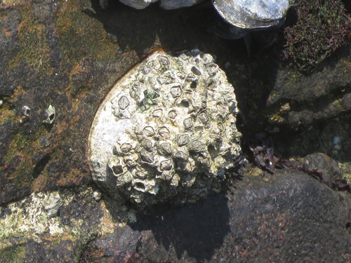 Common European Limpet, Scheveningen, Den Haag, Nederland, photo 4 of 10