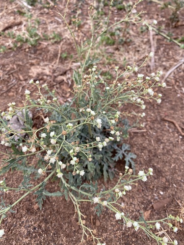 Parthenium hysterophorus observed 2022-05-02