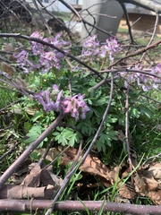 Corydalis solida