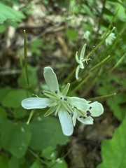 Cardamine flagellifera