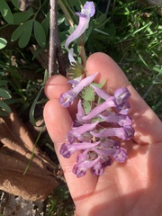 Corydalis solida