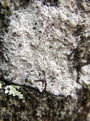 Nadvornikia sorediata