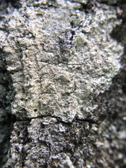 Obscuroplaca camptidia