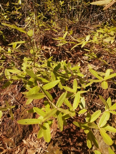 Quercus ocoteifolia