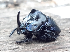 Sulcophanaeus batesi