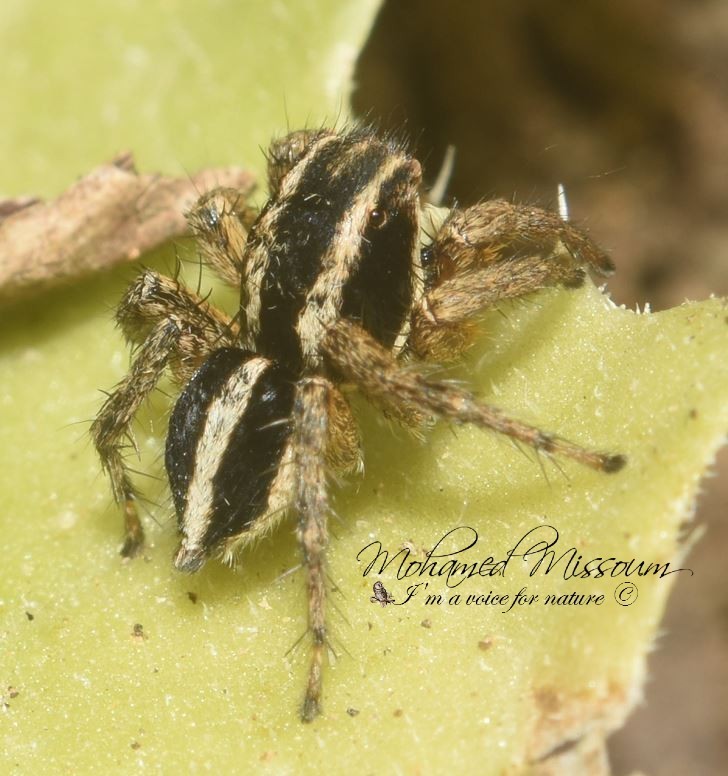 Aelurillus monardi