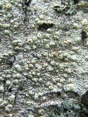 Pertusaria texana