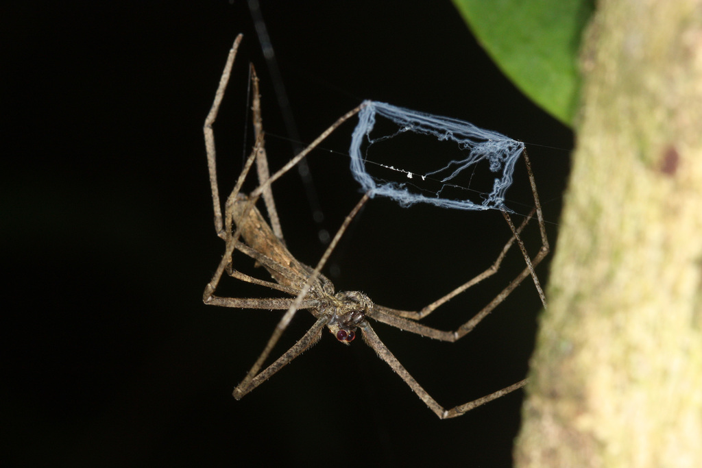Deinopis amica