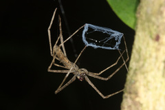 Deinopis amica