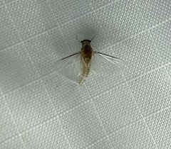 Caenis latipennis
