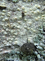 Pertusaria texana