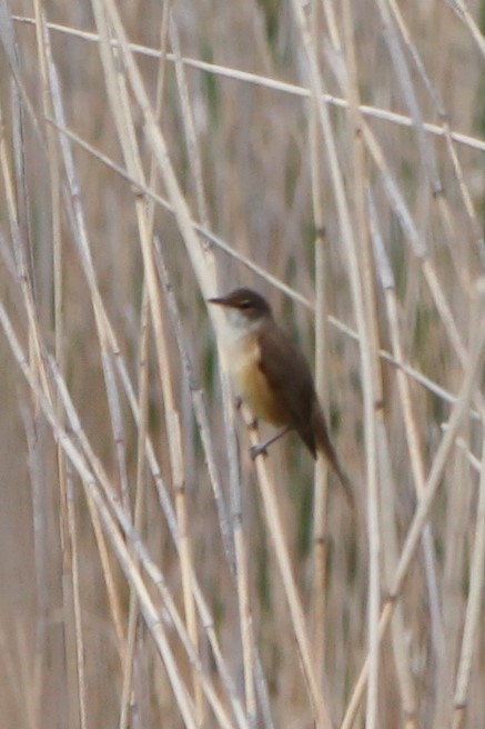 Great Reed Warbler
