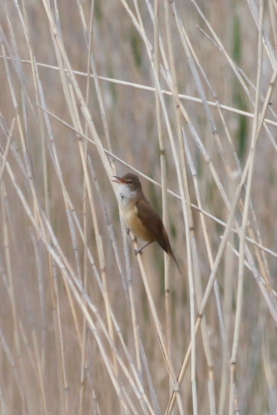 Great Reed Warbler