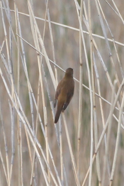 Great Reed Warbler