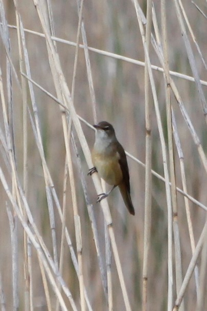 Great Reed Warbler