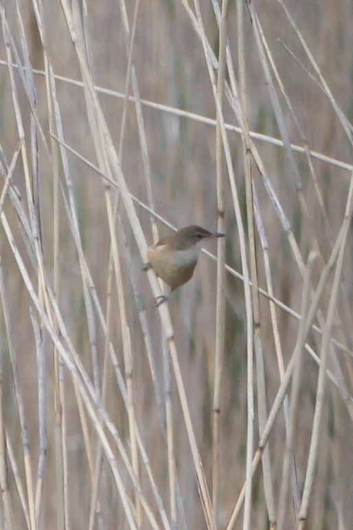 Great Reed Warbler