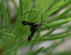 Carmenta anthracipennis