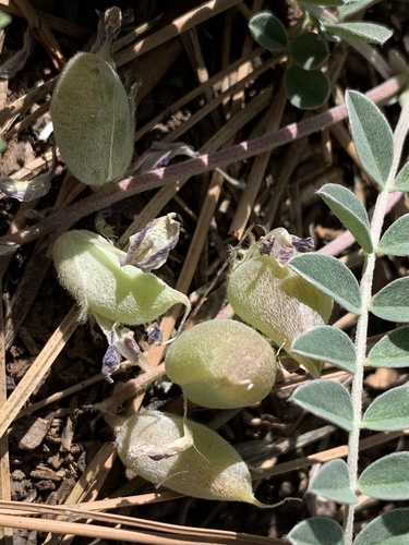 chestnut milkvetch (Astragalus castaneiformis)