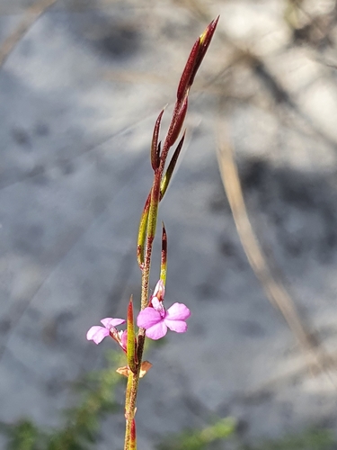 Image of Thread Purplegorse (Muraltia filiformis) by (c) Corli du Toit Smith, some rights reserved (CC BY)