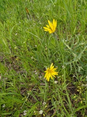 Pseudopodospermum molle