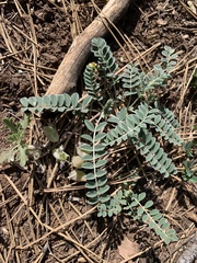 Astragalus castaneiformis