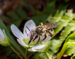 Andrena erythronii