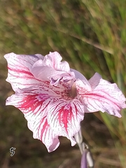 Gladiolus roseovenosus