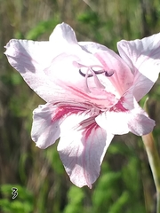 Gladiolus roseovenosus