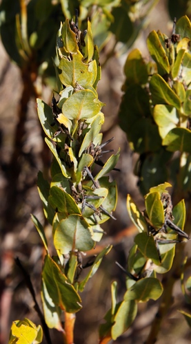 Image of Rafnia triflora by (c) Tony Rebelo, some rights reserved (CC BY-SA)