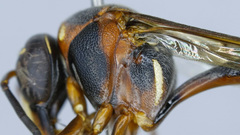 Afreumenes melanosoma