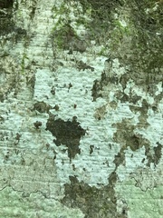 Phlyctis boliviensis