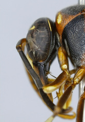 Afreumenes melanosoma