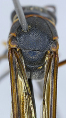 Afreumenes melanosoma