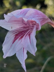 Gladiolus roseovenosus